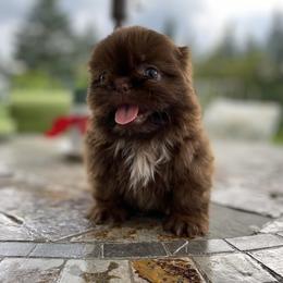 Girl 3"Betsy" - Shih Tzu puppy from "Shihtzu Best Friend"