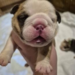 BLUE - Fawn and brindle male Bulldog puppy in Walhalla, South Carolina from Lowery's English Bulldogs