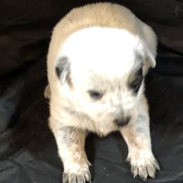 L63-06 - Blue female Australian Cattle Dog puppy in Sheridan, Oregon from 6pk Cattledogs