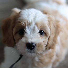 Cavalier King Charles Spaniel and Cavapoo Puppies from Golden Hour Cavapoos