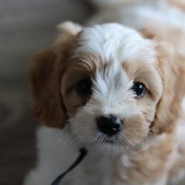 Cavalier King Charles Spaniel and Cavapoo Puppies from Golden Hour Cavapoos