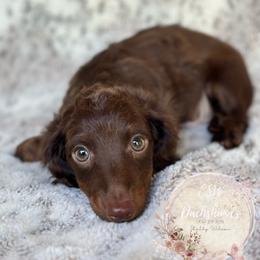 Dachshund Puppies from CSW Dachshunds