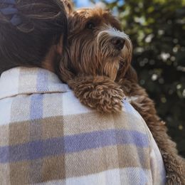 Aussiedoodle and Goldendoodle Puppies from Garside Doodles