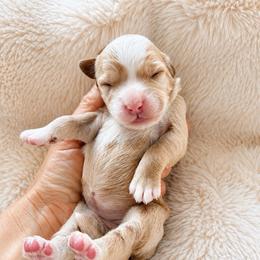Hazel - Apricot female Goldendoodle puppy in Gilbert, Arizona from Doodle Bliss