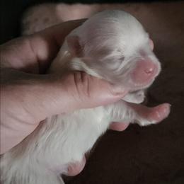 Micky - White male Maltese puppy in Dwight, Nebraska from Meliora Maltese