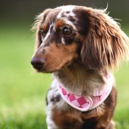 Dachshunds from Shutt Pup's