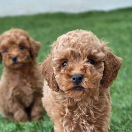 Maui - Red male Maltipoo puppy in San Diego, California from Maltipoos SD