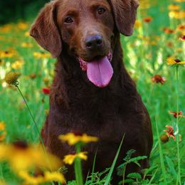 Chesapeake Bay Retrievers from Whiskey Creek Chesapeakes
