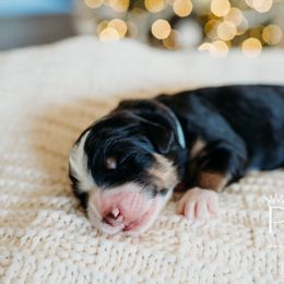 Douglas - Phantom Bernedoodle puppy in Grants Pass, Oregon from Royal Empire Bernedoodles