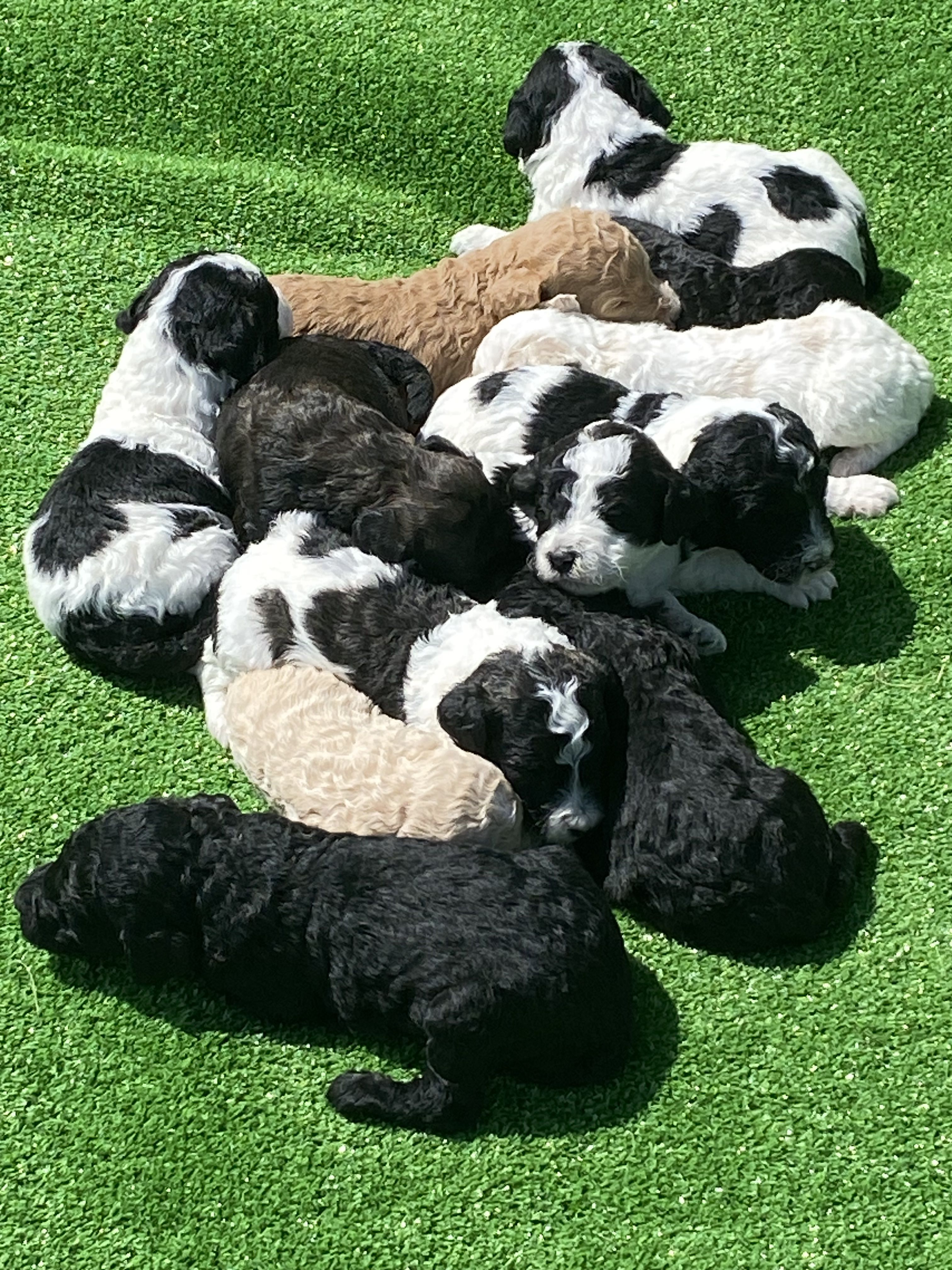 RESERVED Webkinz popular black and white springer spaniel and black lab