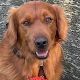 Pacer - Golden Retriever