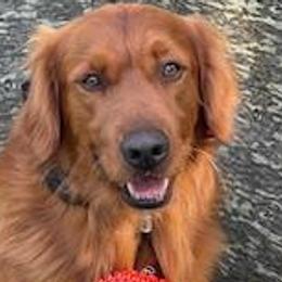 Pacer - Golden Retriever