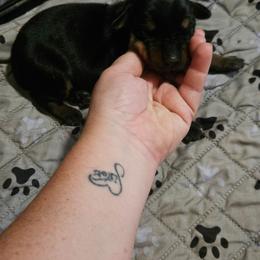 Pegasus - Black and rust male Doberman Pinscher puppy in Mount Orab, Ohio from Heyne Kennels