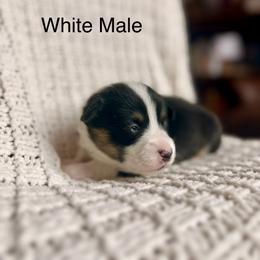White Male - Black and tan male Pembroke Welsh Corgi puppy in La Porte City, Iowa from Cedar River Corgis