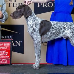 English Cocker Spaniels and German Shorthaired Pointers from Ashwind kennels