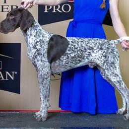 English Cocker Spaniels and German Shorthaired Pointers from Ashwind kennels