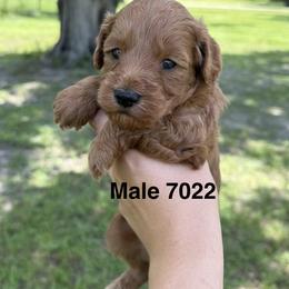 7022 - Red  male Goldendoodle puppy in Arcadia, Florida from KnuDawn Goldendoodles