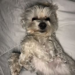 Maltese from Nova & Saints Maltese
