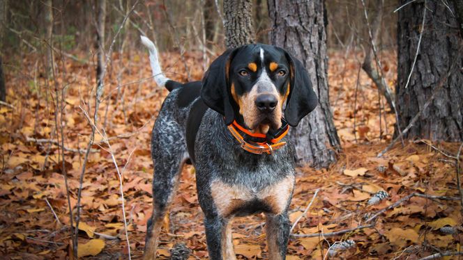 Bluetick Coonhound