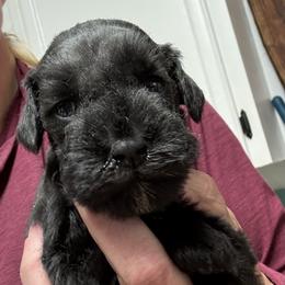 Girl 1 - Black female Miniature Schnauzer puppy in Mountain Home, Idaho from Kissack Kennels