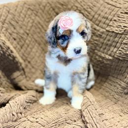 Liberty - Blue merle female Bernedoodle puppy in Lookout, California from Remington Kennels, LLC