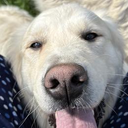 Goldendoodles and Golden Retrievers from Brooke Bradley