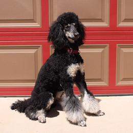 Piper - Phantom female Poodle puppy in Peyton, Co, Usa, Colorado from Peyton Poodles