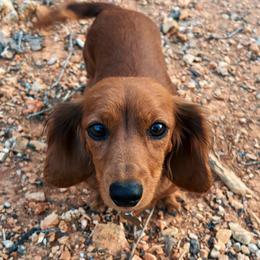 Vienna - Dachshund