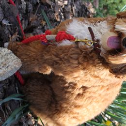 Harper - Australian Labradoodle