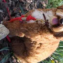 Harper - Australian Labradoodle