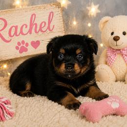 Rachel - Black tri female Miniature Australian Shepherd puppy in Paris, Texas from Kuttin’ Up Mini Aussies