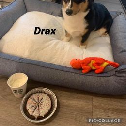 American Corgi All Grown Up from Tori’s Sassy Corgis