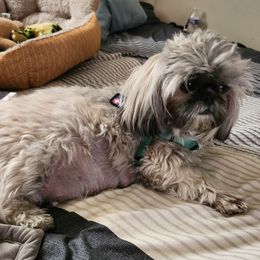 Graice - Shihpoo