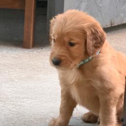 Boy 4 - Dark golden male Golden Retriever puppy in Aumsville, Oregon from Bigfoot Goldens AKC registered - Dark Red Goldens