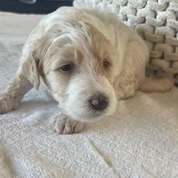 Hope - Parti female Goldendoodle puppy in Fairhope, Alabama from Farihope Family
