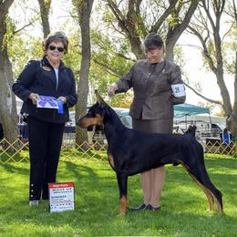 Ocean - Doberman Pinscher