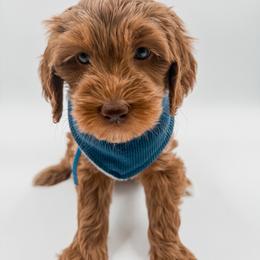 Blue collar - Red  male Goldendoodle puppy in Hollister, Missouri from Wild Acres Goldendoodles