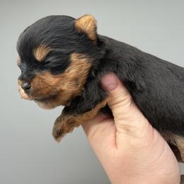 Rolex - Black and tan male Yorkshire Terrier puppy in Newark, Ohio from Champagne Charm Yorkies