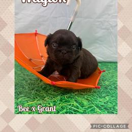Waylon - Liver male Shih Tzu puppy in Beatrice, Nebraska from I Shih Tzu Not Puppies