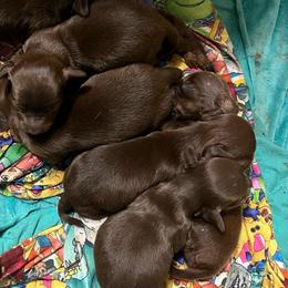 Hershey - Chocolate and tan male Dachshund puppy in Poplarville, Mississippi from Sarah’s Darling Dachshunds
