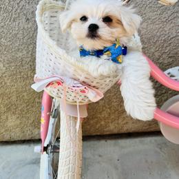 Benny - White male Maltese puppy in Bakersfield, California from Hosking Kennels