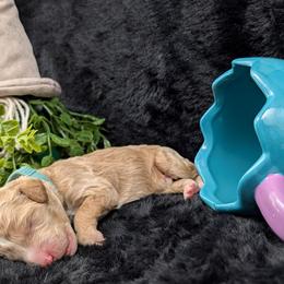 Hermes - Apricot male Poodle puppy in Mongomery, Texas from Celestial Jewels Poodles