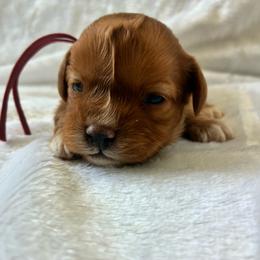Lil - Red female Cavapoo puppy in Adrian, Oregon from ApplebyFarm