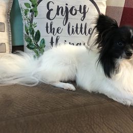 Harley - Papillon