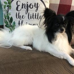 Harley - Papillon