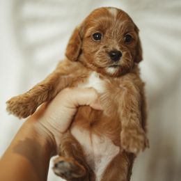 Girl 1 - Cavapoo puppy in Moses Lake, Washington from The Cav Family