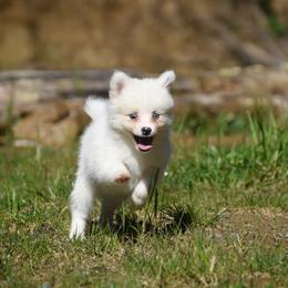 Snowy - White male Pomsky puppy in Coos Bay, Oregon from Ocean View Pomskies