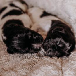 Newfoundland Puppies from Kinson Ridge Giants