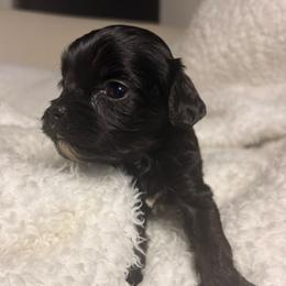 BlackBerry - Black female Cavapoo puppy in El Sobrante, California from Mckendra's Legacy