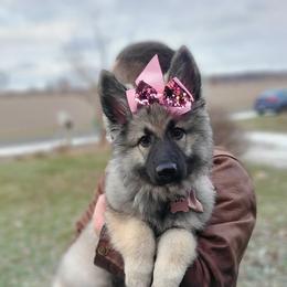 German Shepherd Puppies from Von Holtzapple German shepherds